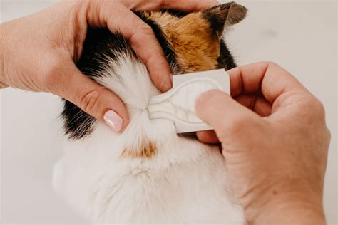 how long after flea treatment can i pet my cat? how does the timing of petting affect the effectiveness of flea treatments?