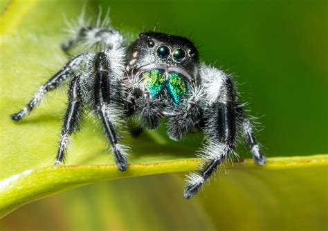 Jumping Spider Pet Price: A Multi-Layered Discussion