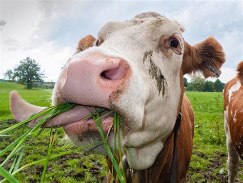 What Animal Eats Cows: A Detailed Exploration with Multiple Perspectives