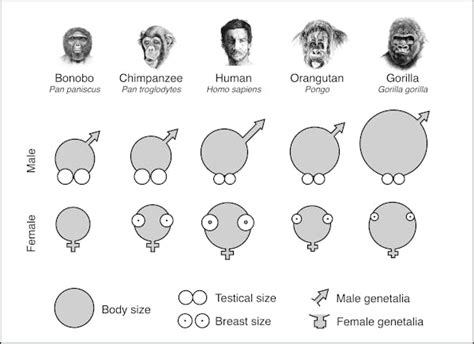 what animal has the largest testicles? The size of testicles can reveal interesting insights into evolution and physiology.